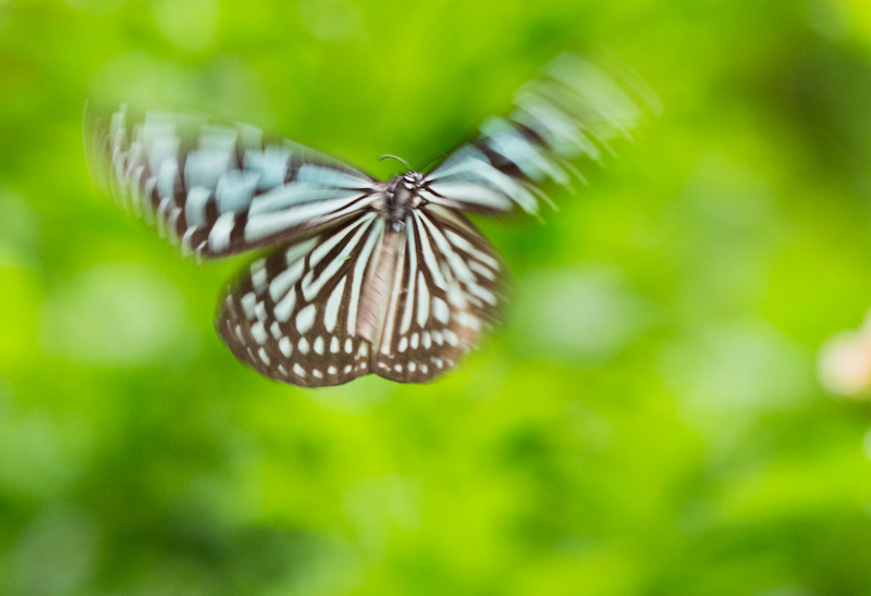 Butterfly Flap